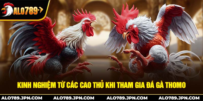 Kinh nghiệm từ các cao thủ khi tham gia đá gà thomo